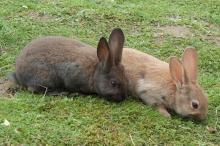 kr�li�� stehna ... a n�co nav�c