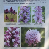 tohle v�echno jsme nevid�li (�patn� na�asov�n�)