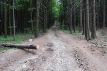 cesta po st�tn� hranici z Velk� Javo�iny sm�rem na �upec