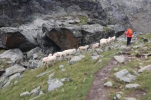 Merino m� p�ednost