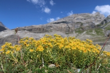 smrdut� Alpsk� kv�tena