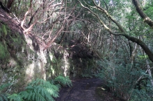 prales (Reserva Natural Integral El Pijaral)