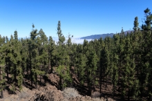 borovicov� lesy pod Pico de Teide (p�ed t�emi lety zasa�eny velk�m po��rem)