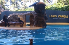 Loro Parque (Puerto de la Cruz)
