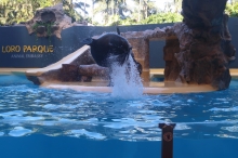 Loro Parque (Puerto de la Cruz)