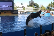 Loro Parque (Puerto de la Cruz)