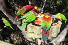 Loro Parque (Puerto de la Cruz)