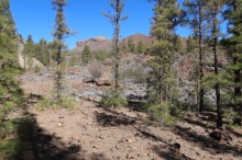 borovice po�kozen� po��rem (cestou k Paisaje Lunar)