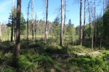 Park Narodowy Bory Tucholskie