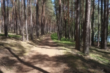 Bory Tucholskie
