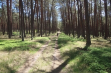 Bory Tucholskie