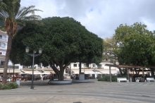 strom v Mijas